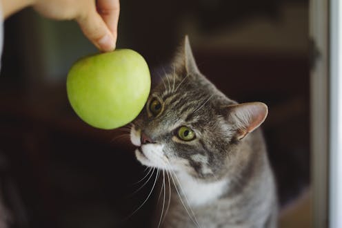 Is it really safe to feed your cat a vegan diet?