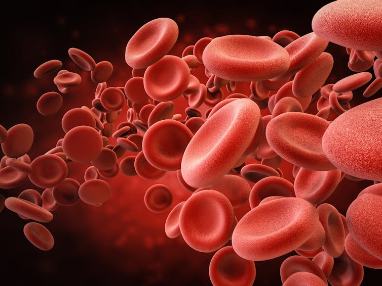 Red blood cells