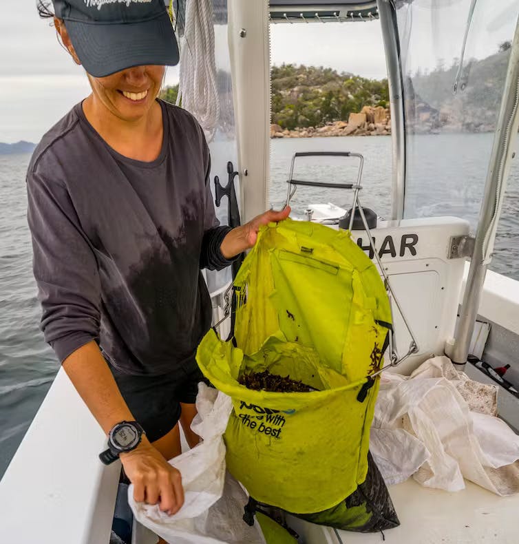 Bagging seaweed