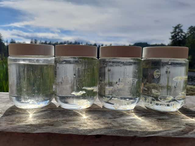 Jars of jellyfish sample shown against a blue sky.