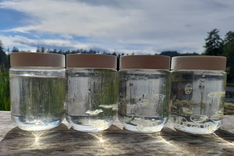 Jars of jellyfish sample shown against a blue sky.