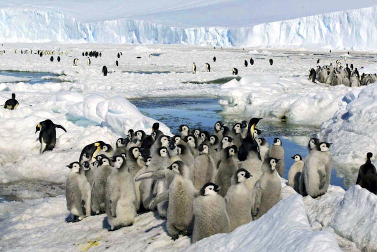 emperor penguin chicks huddled on the Antarctic ice with a few adults in the background