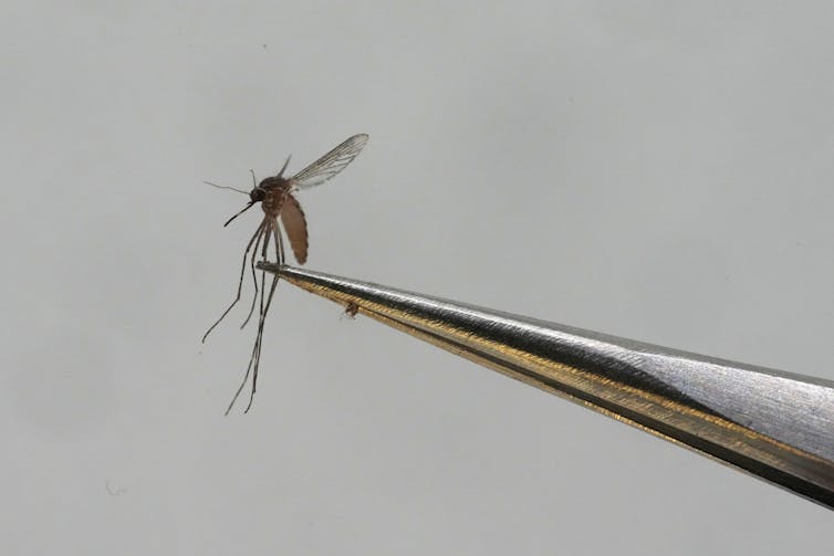 Close-up view of a mosquito held with tweezers