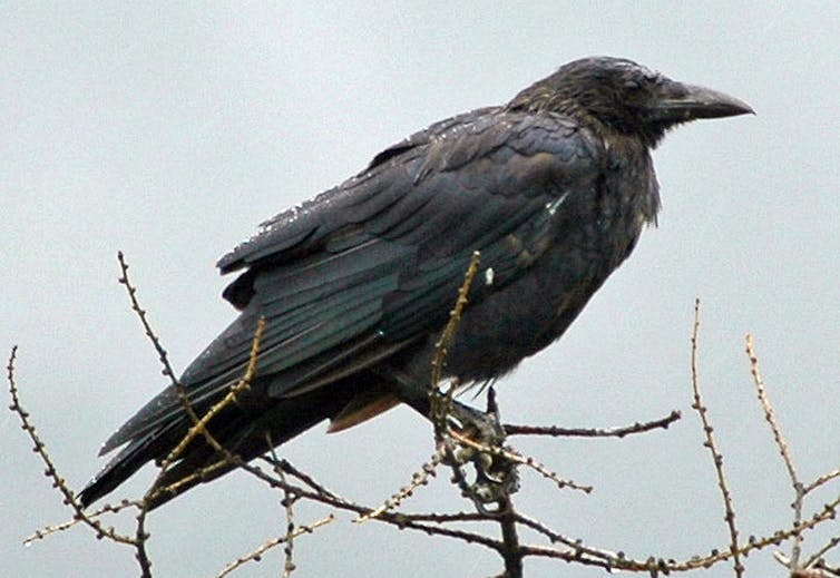 A crow perched on a leafless branch