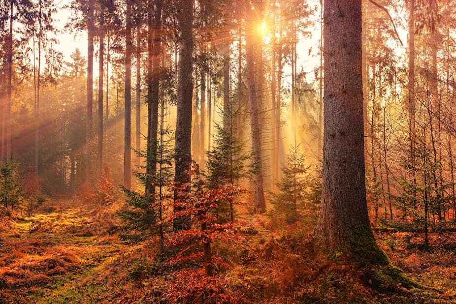 Le soleil perce dans une forêt automnale