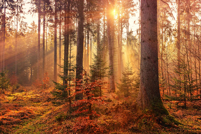 Le soleil perce dans une forêt automnale