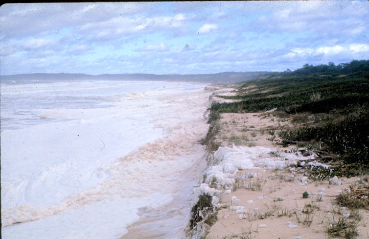 Photo of Bengello Beach in the immediate aftermath of the May 1974 storm event, which created a vertical sand cliff in the frontal dune