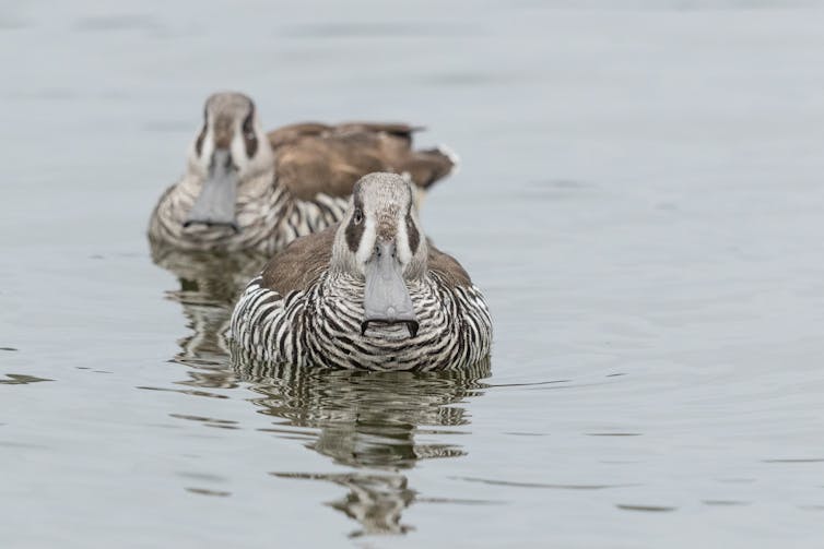 Two pink-eared ducks in water.