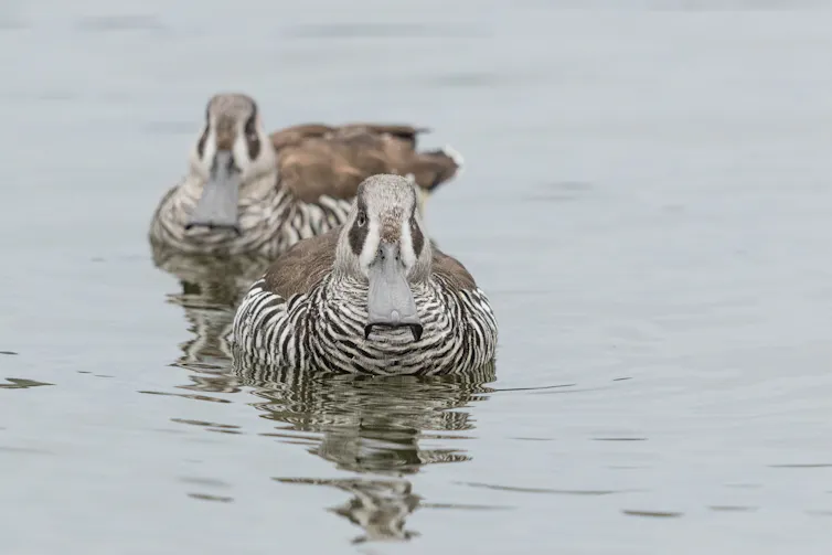 Two pink-eared ducks in water.