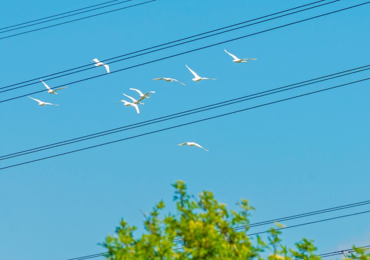 Um bando de cisnes voando por uma linha de energia.
