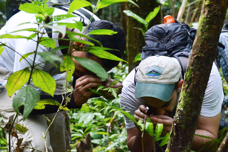 Two men in a forest closely observe plants with a hand lens