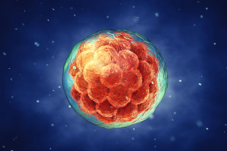 A microscope image showing a a blob of reddish cells floating against a blue background.