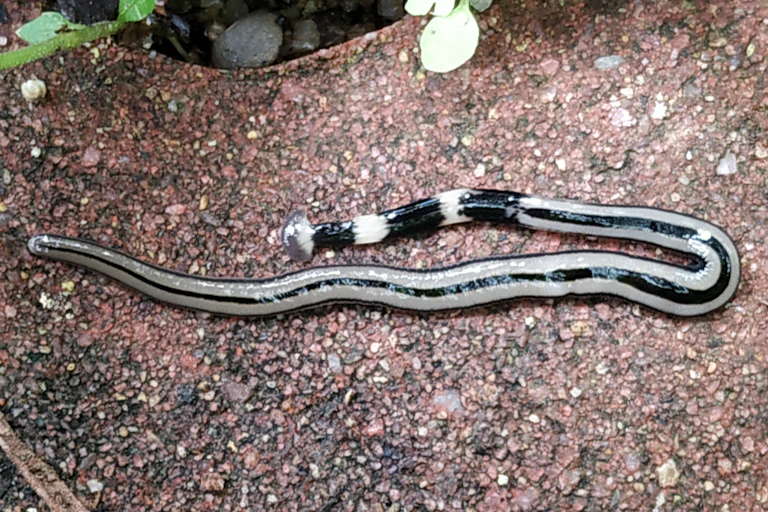 Bipalium admarginatum