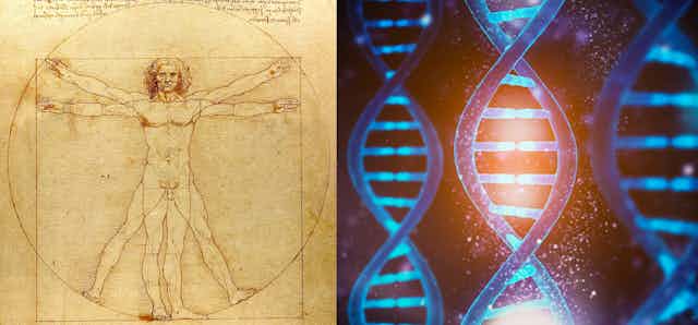 two panels: left panel drawing of a nude man with arms and legs in two positions; right panel three vertical double helix strands