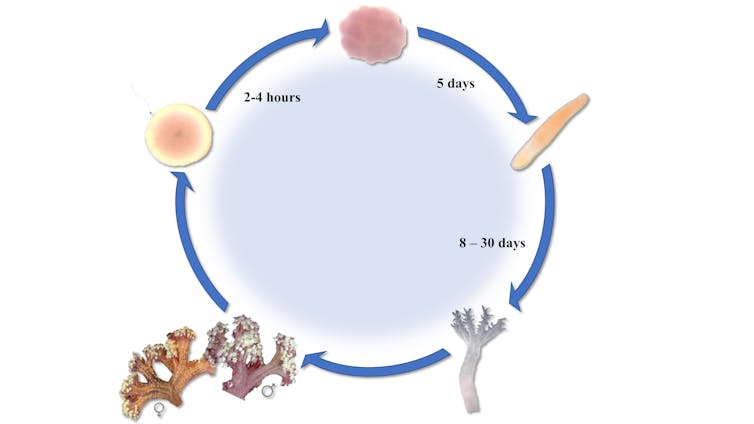 Graphic illustrating the life cycle of the purple cauliflower coral, which begins with an egg being fertilised by sperm, to embryo cell division within 2-4 hours, to fully grown larvae by day 5, to metamorphosis to polyp from 8 days of age.