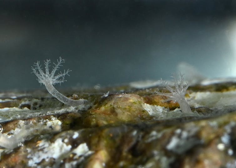 A closeup photo showing baby single coral polyps after metamorphosis from the larval stage