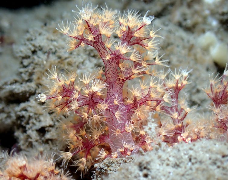 A photo of a Four-month-old juvenile coral transplanted in Port Stephens