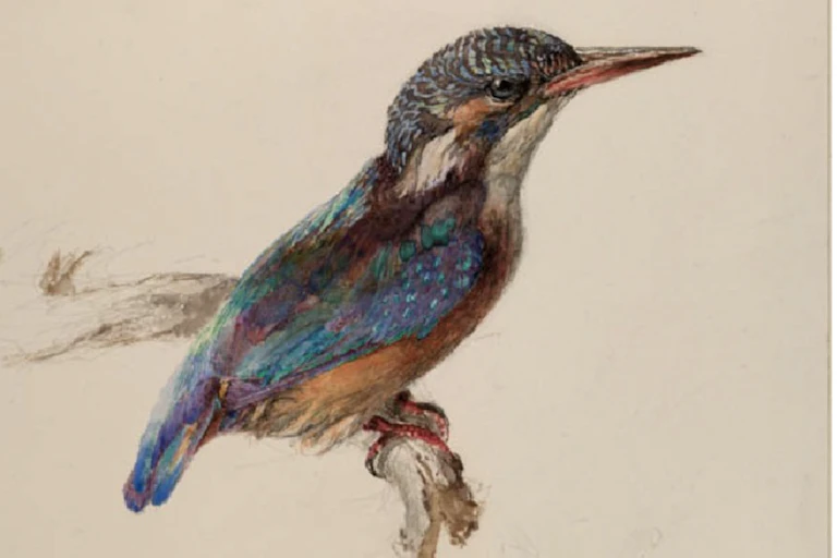 Une étude représentant un martin-pêcheur coloré