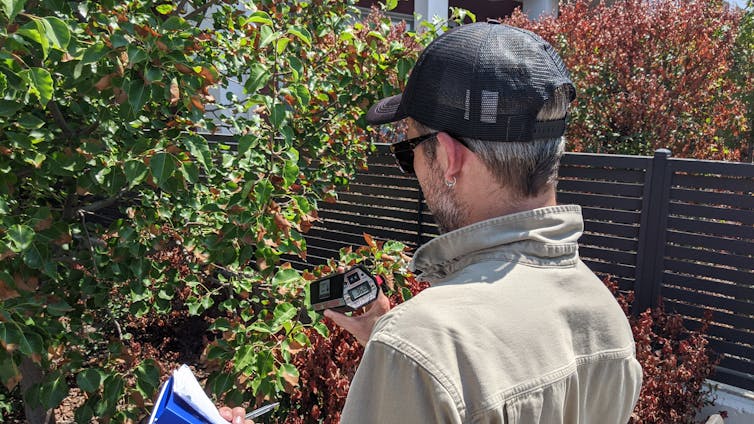 Photo showing Western Sydney University student Nicholas Spurr collecting leaf temperature data on a hot day in Penrith, taken from behind