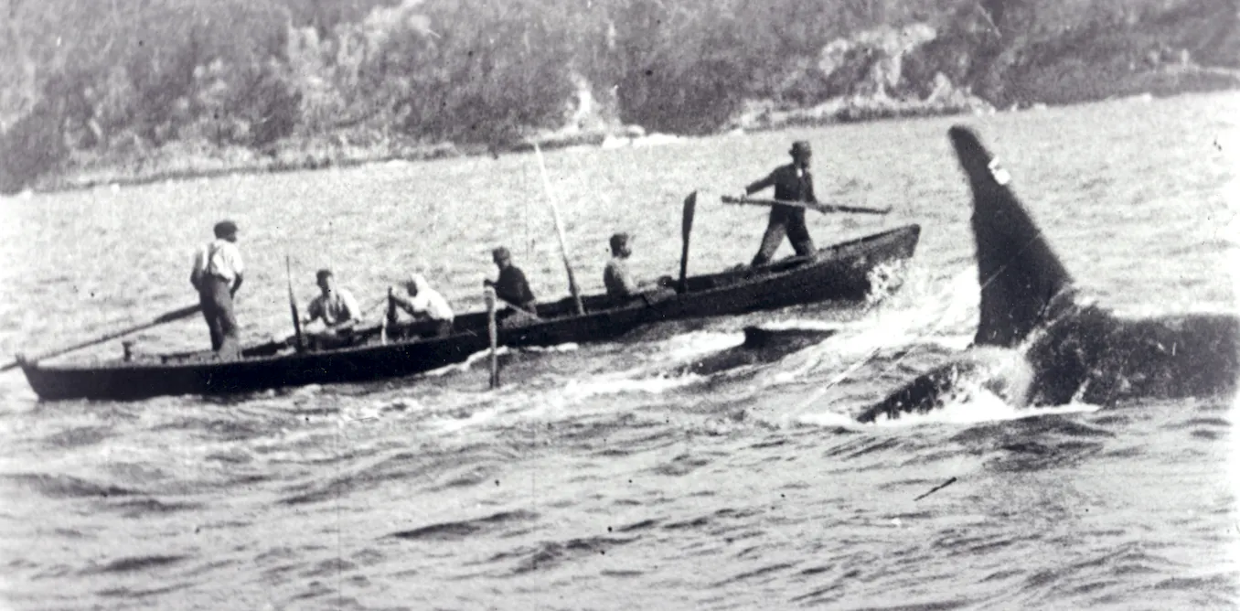 Extict Orca For generations, killer whales and First Nations hunted whales together ...