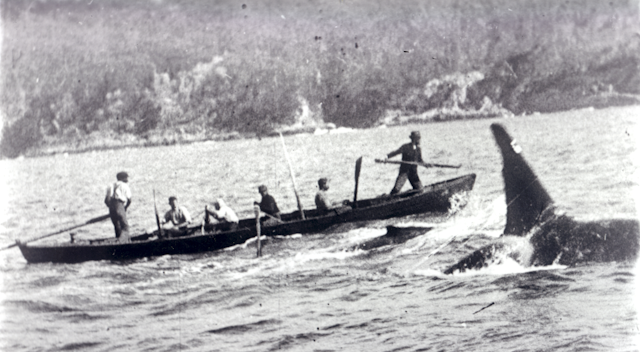 old tom killer whale with whalers hunting