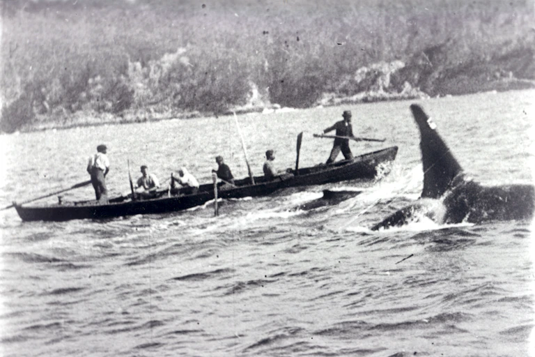 old tom killer whale with whalers hunting