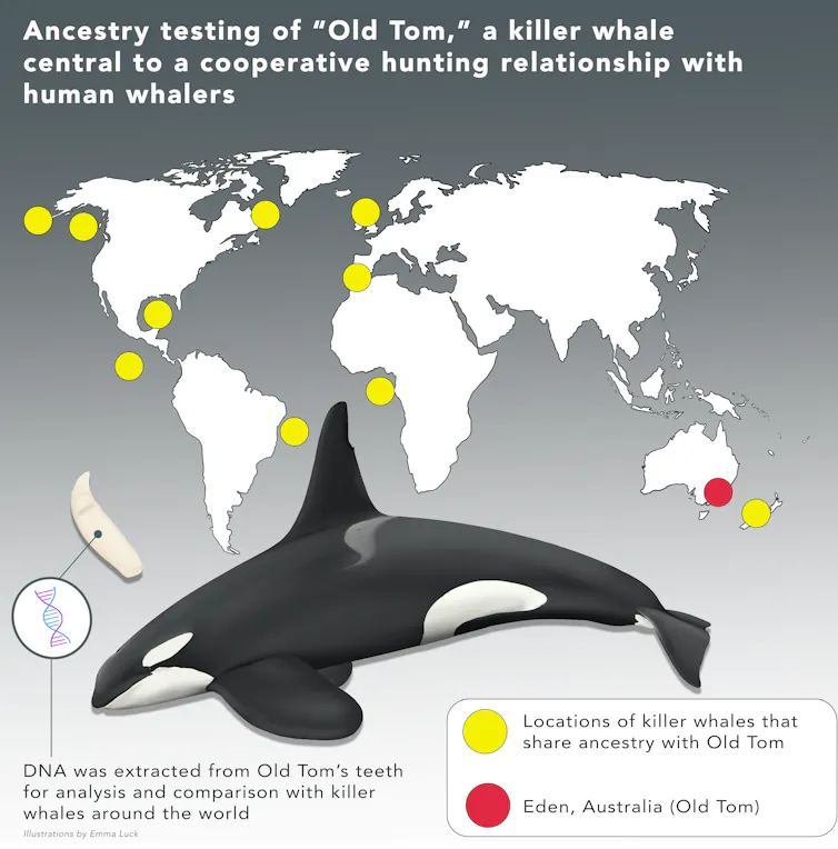 figure showing Eden killer whale ancestry from New Zealand and other countries