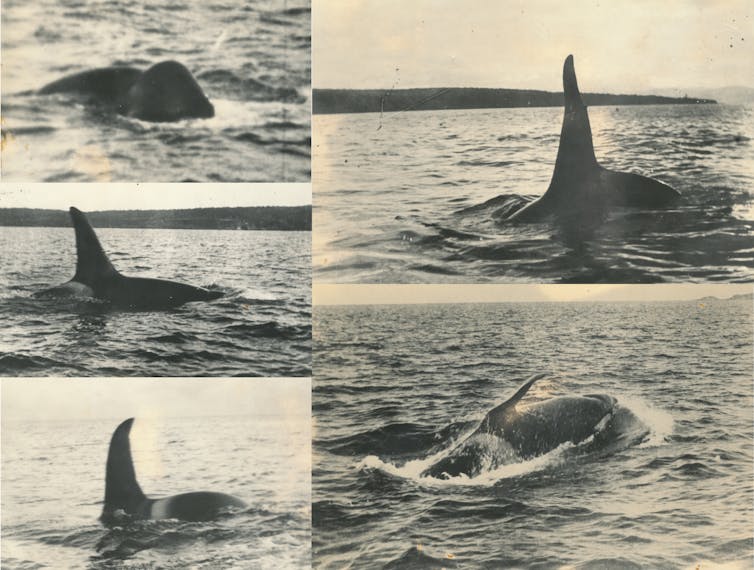 killer whales of Eden, australia