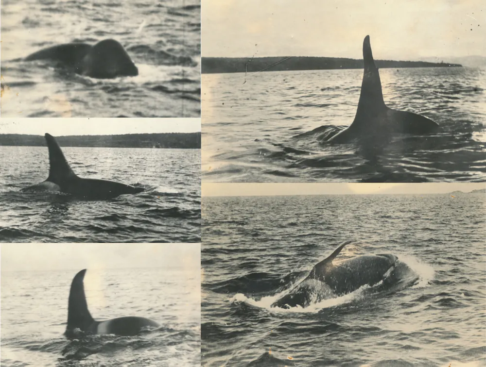Extict Orca For generations, killer whales and First Nations hunted whales together ...
