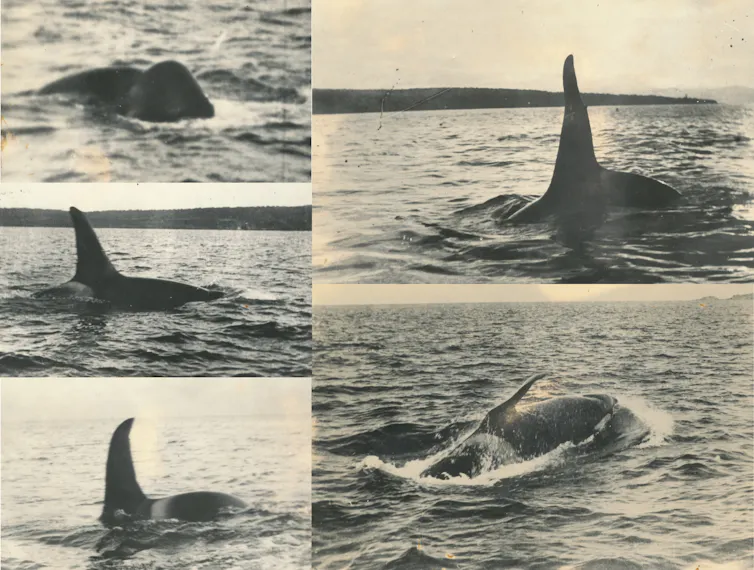 killer whales of Eden, australia