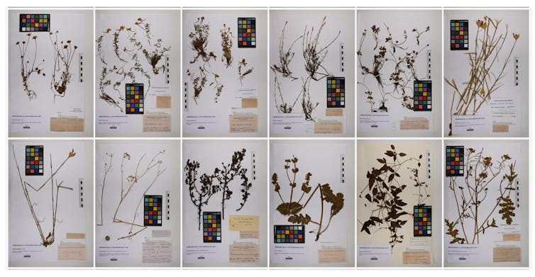 أوراق رقمية لأنواع النباتات المختلفة.