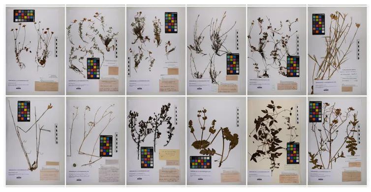 Pliegos digitalizados de distintas especies de plantas.