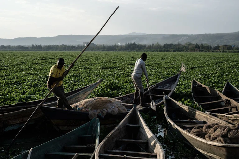 Two men, both holding long poles, in wooden boats on a body of water that is completely covered by green plants