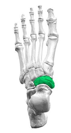 Vue 3D des os du pied