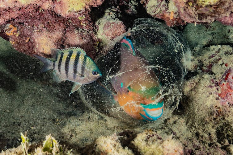 Un poisson aux couleurs vives est entouré d’un cocon de mucus sur le fond marin, à côté de quelques rochers.