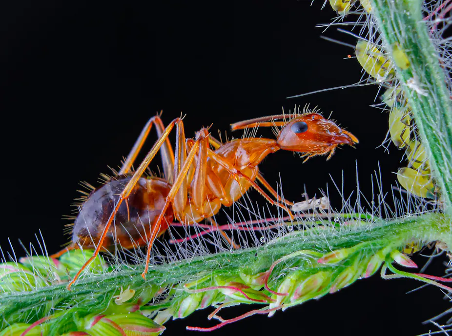Why invasive ants are a silent threat to our ecosystems