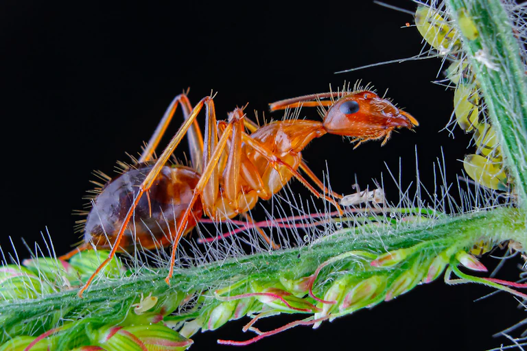 A close up of a brown ant on a green, hairy plant.