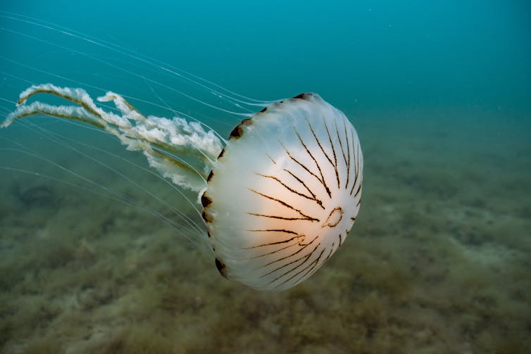 A compass jellyfish.