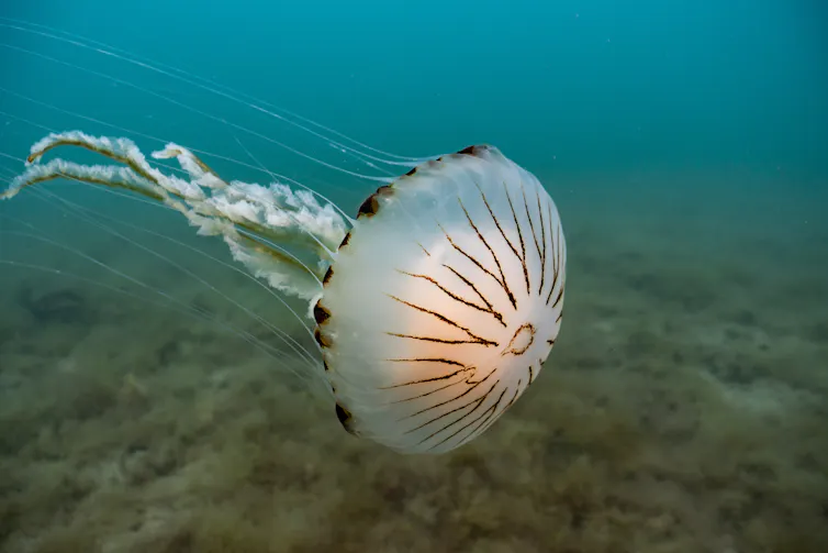 A compass jellyfish.