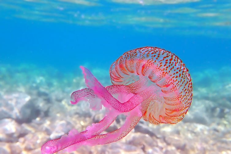 A mauve stinger jellyfish.