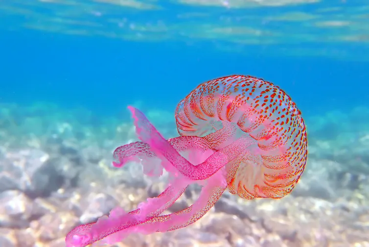 A mauve stinger jellyfish.