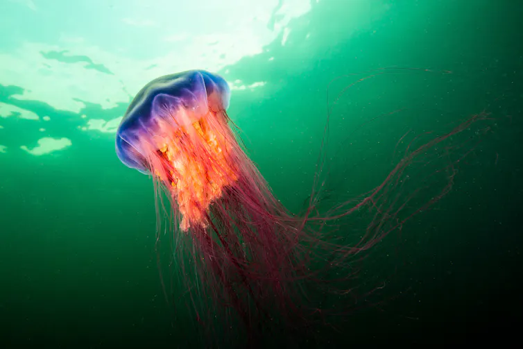 A lion's mane jellyfish drifting underwater.