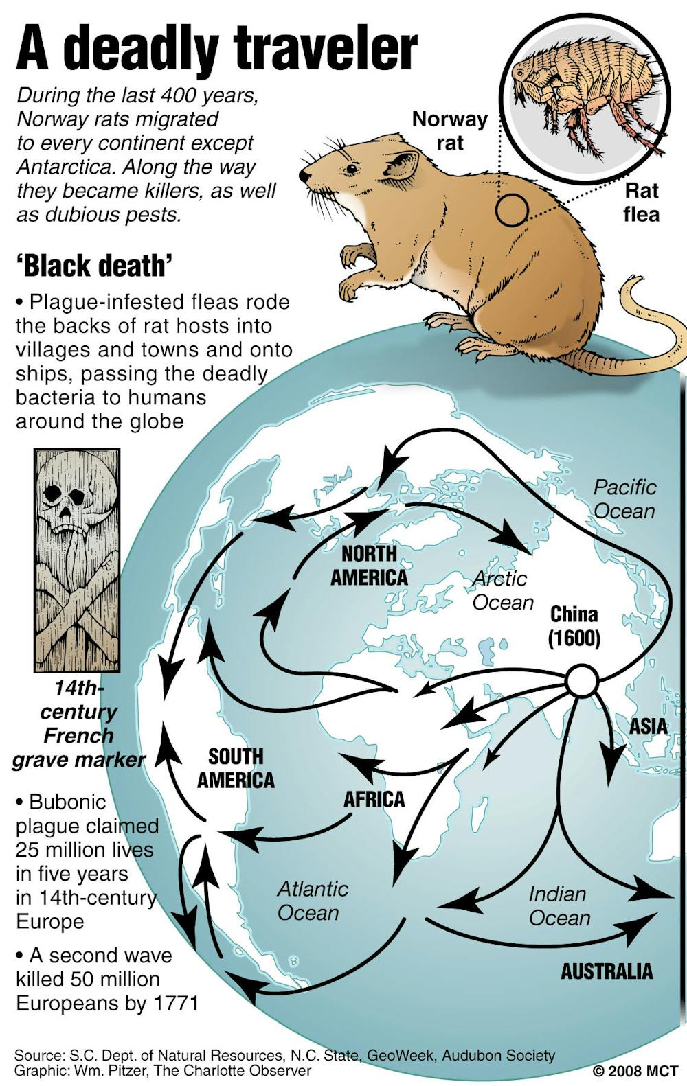 the black death rats and fleas