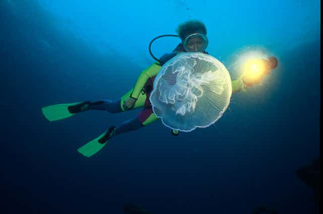 A scuba diver with a moon jellyfish.