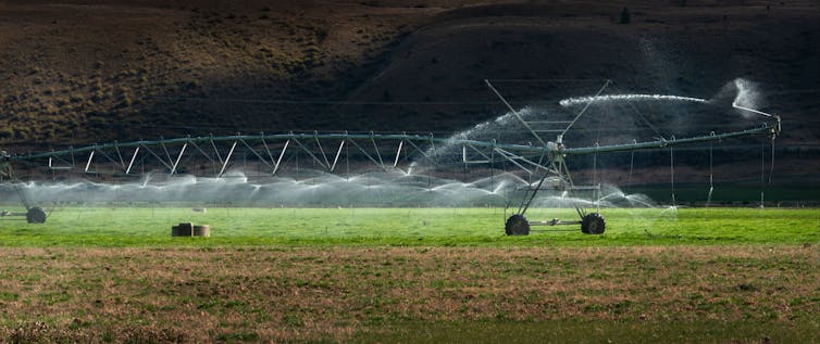 A sprinkler on a farm in Canterbury, New Zealand.