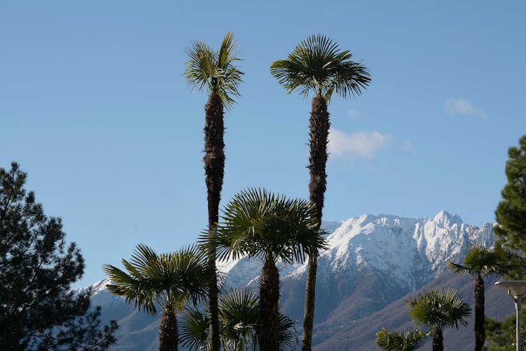 palm trees snow background