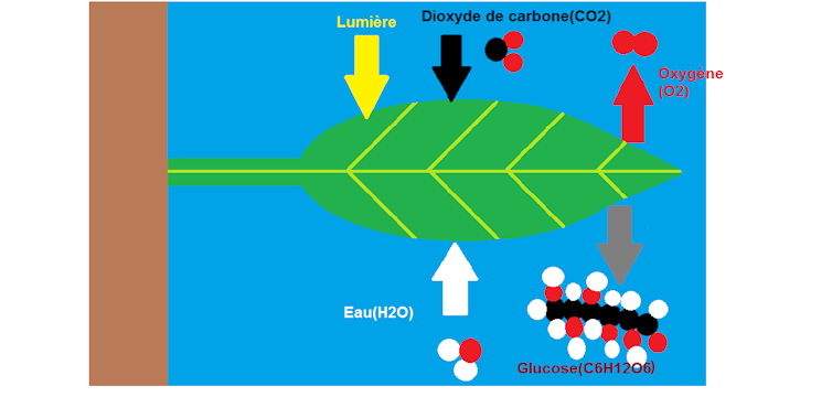 Schéma explicatif de la photosynthèse