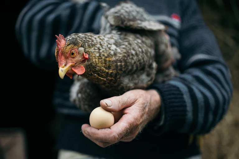 Un homme tient une poule dans une main et un oeuf dans l'autre