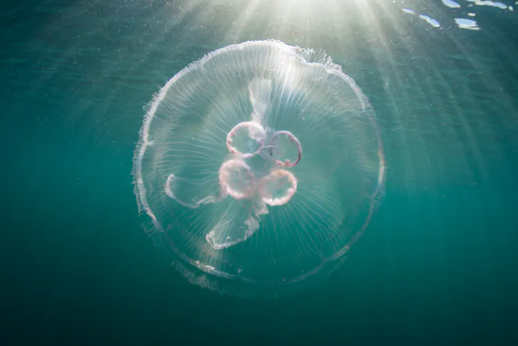 A moon jellyfish swimming in shallow water.
