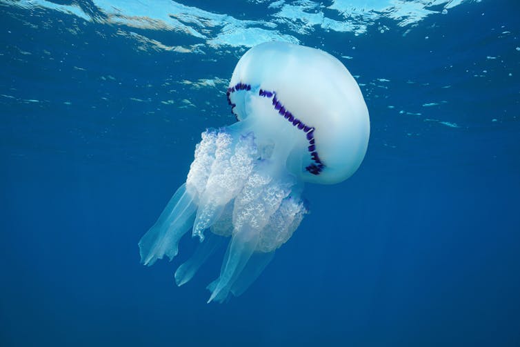 A barrel jellyfish underwater in the Mediterranean sea.